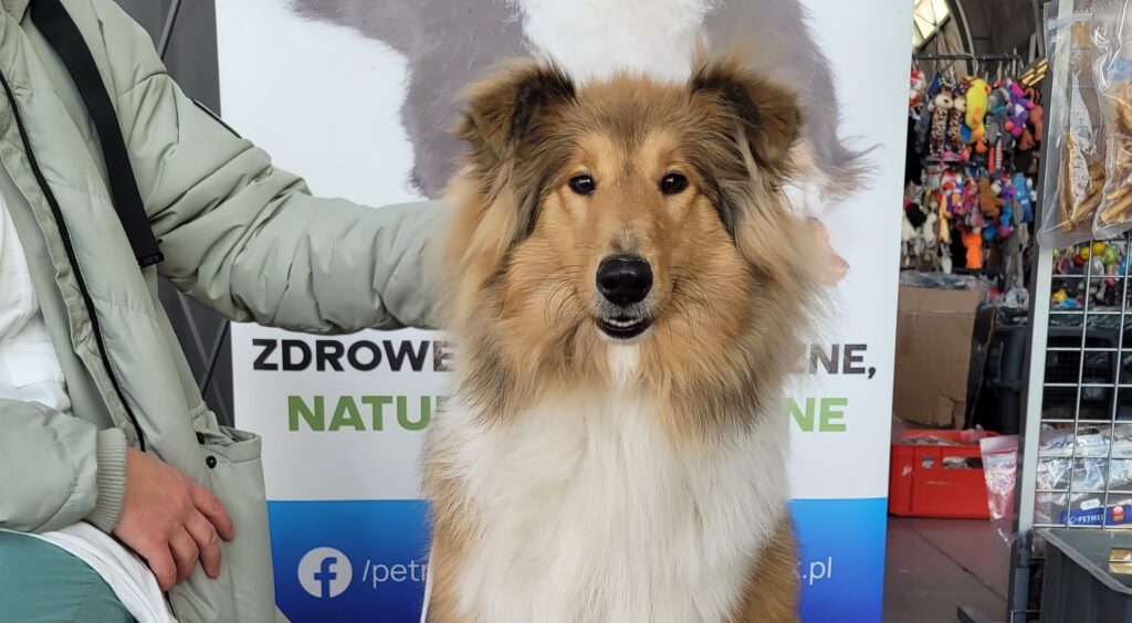 Two International Dog Shows in Kielce