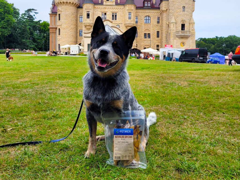 41st International Dog Show in Moszna