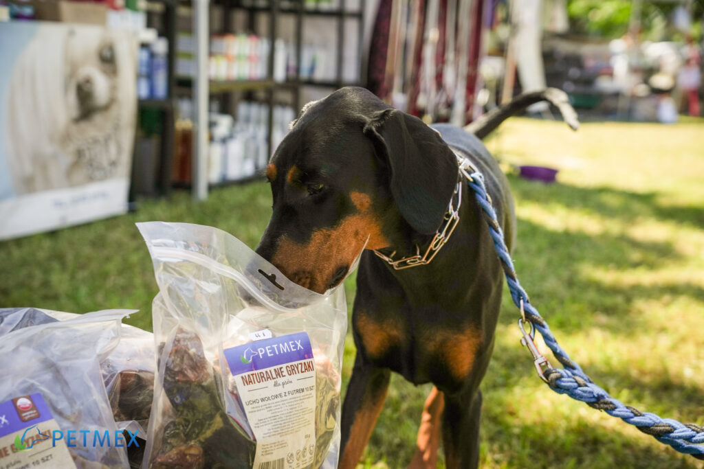 25th International Dog Show in Kraków [photo gallery]