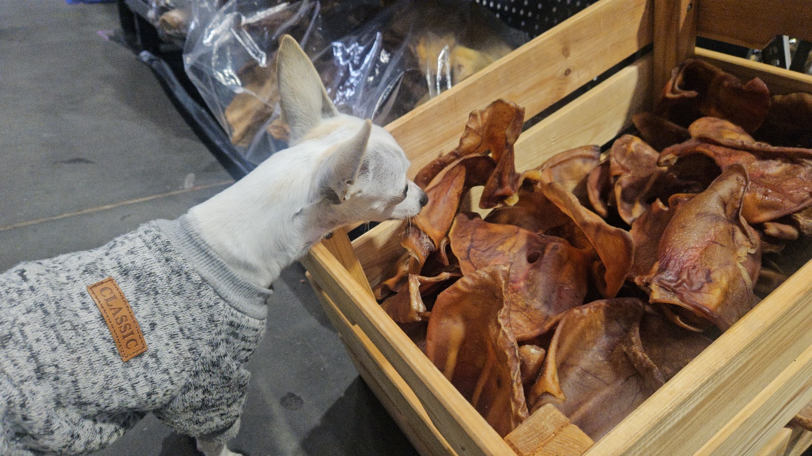 uploads/user_file/pet-expo-2025/3004da4ff7594ed1ad236067a65e463f.jpg