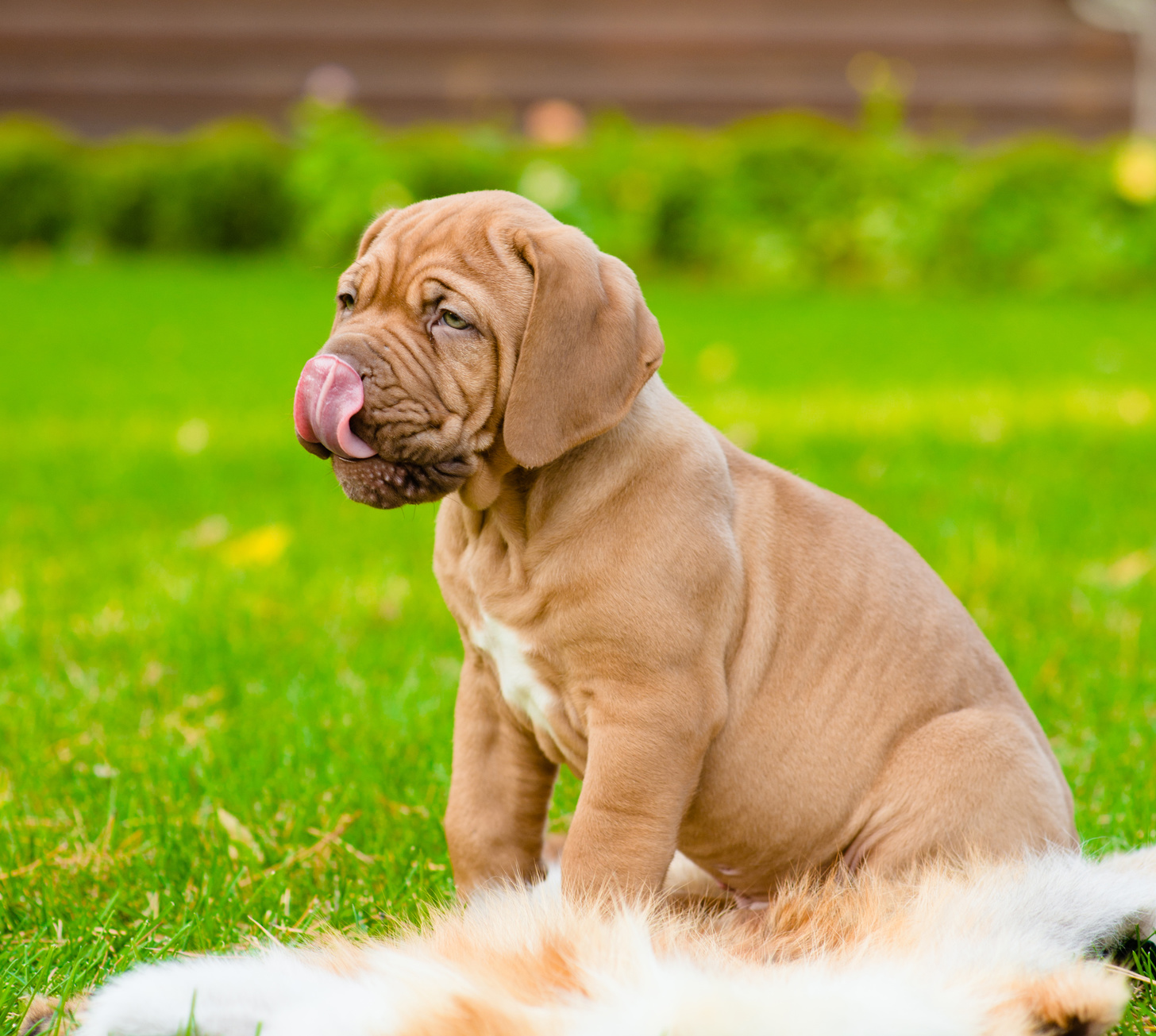 Petmex natural dog chew raw material