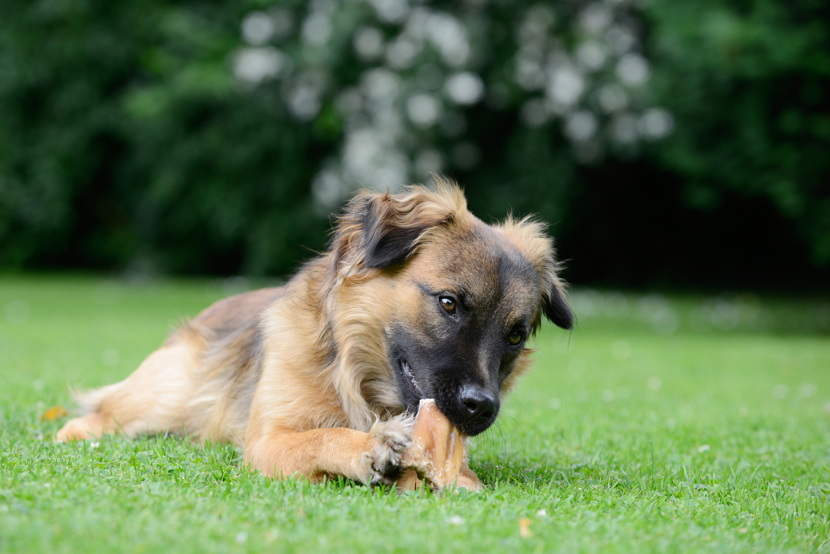 Petmex natural dog chews assortment