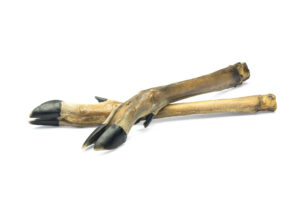 Doe (Roe Deer) Leg