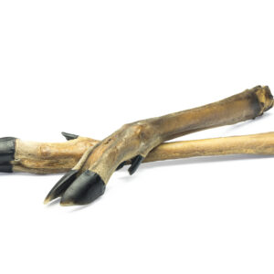 Doe (Roe Deer) Leg