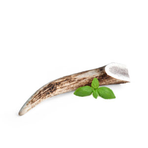 Deer Antler, M