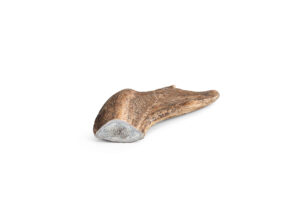 Fallow Deer Antler, S