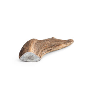 Fallow Deer Antler, S