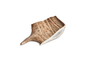 Fallow Deer Antler, M