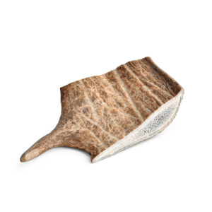 Fallow Deer Antler, M