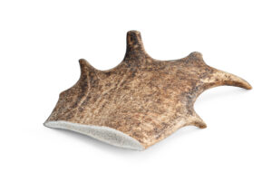 Fallow Deer Antler, L