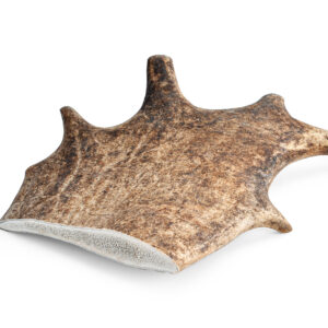 Fallow Deer Antler, L