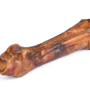 Horse Foot Bone