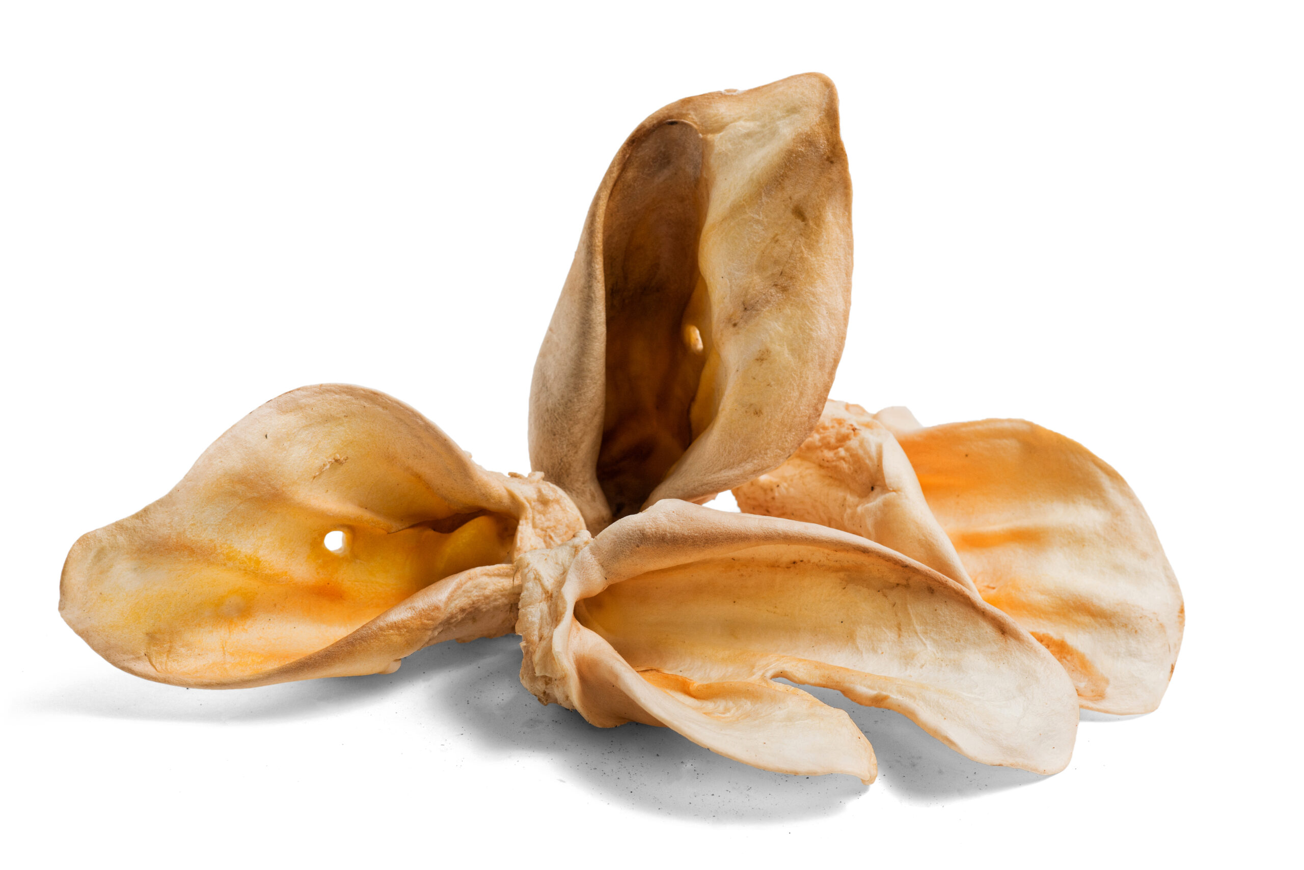 White Beef Ear