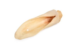White Lamb Ears
