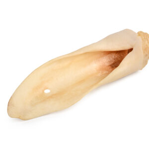 White Lamb Ears