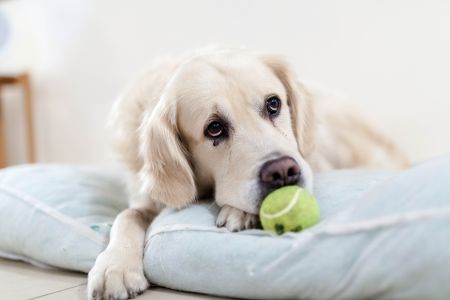 Apatia u psa – o czym może świadczyć i jak na nią zaradzić?