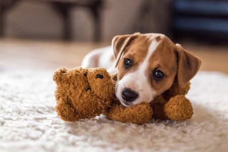 Zabawki, które pomogą w rozwoju Twojego psa