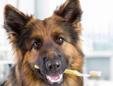 Jak troszczyć się o higienę psa? Zadbaj o to, by Twój pupil był czysty i zdrowy!