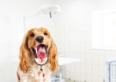 W jaki sposób dbać o psie zęby? Walcz z kamieniem nazębnym u Twojego pupila!