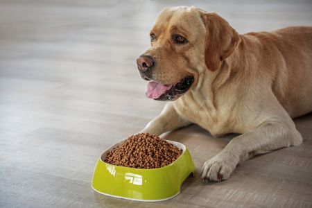 Trendy w żywieniu psa – o co warto zadbać, aby prawidłowo się rozwijał?