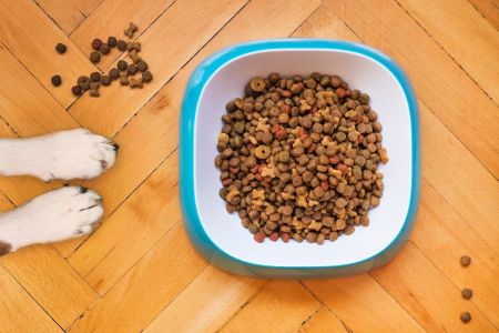 Ranking karm dla psów 2021 - jak wybrać najlepsze jedzenie dla pupila? 