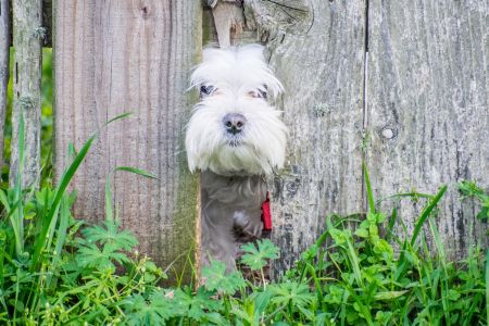 Co robić, jeśli Twój pies ucieka z ogródka?