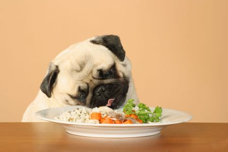 Dieta barf dla psa - kompendium wiedzy