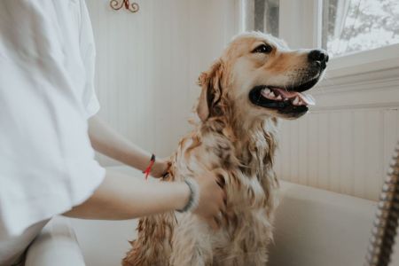Jak często kąpać psa? Kąpiel dorosłego psa oraz szczeniaka