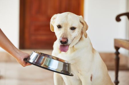 Twój pies nie chce jeść? Sprawdź, o czym może to świadczyć