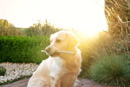 Adopcja psa - co warto o niej wiedzieć?