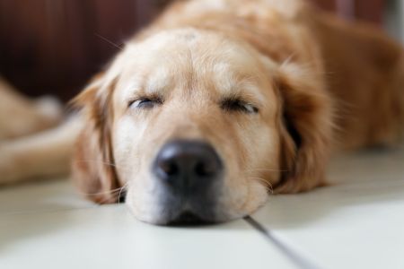 Zapalenie trzeciej powieki u psa - jakie daje objawy, jak je leczyć?