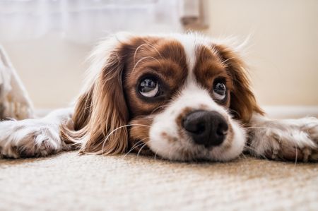 Jak pomóc przygarniętemu psu zaaklimatyzować się w nowym domu?