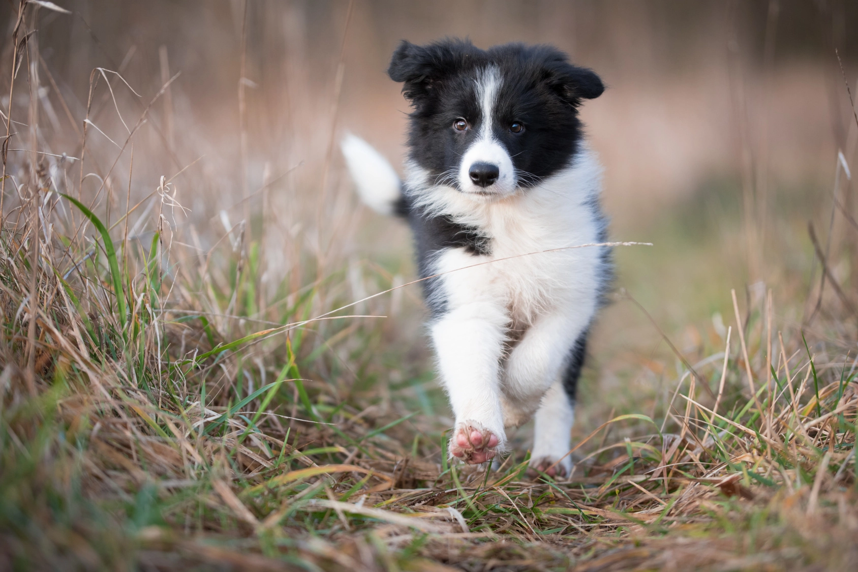 border collie