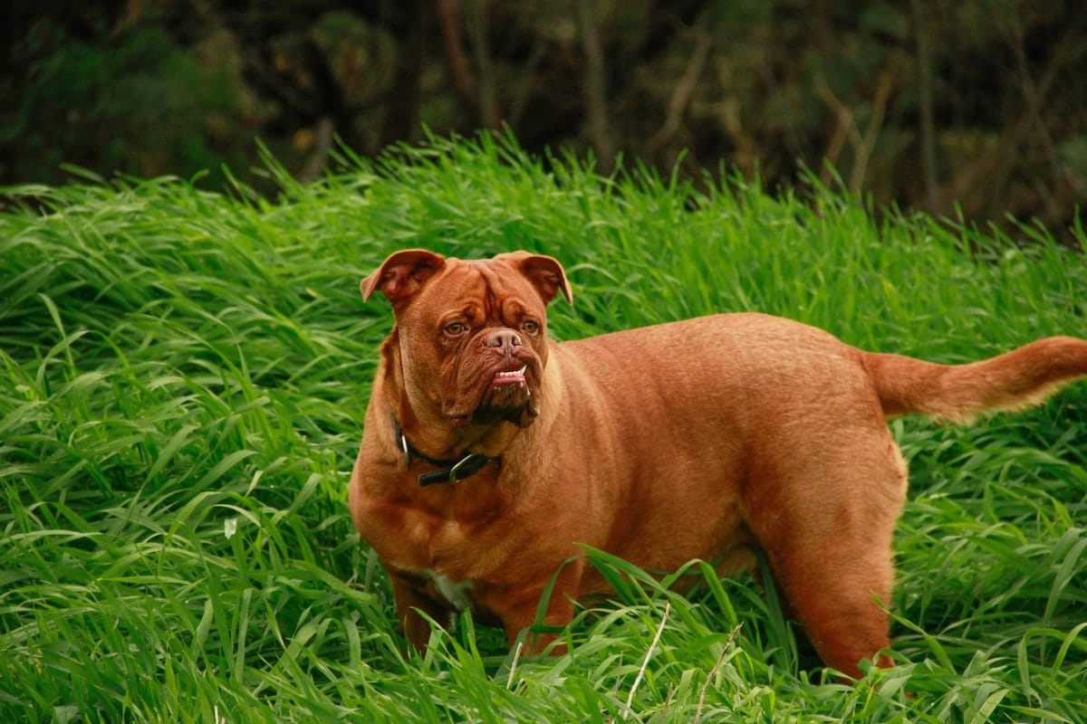 dogue de bordeaux