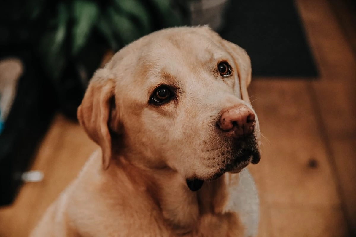 golden retriever