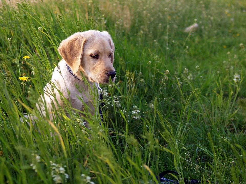 dorosły labrador