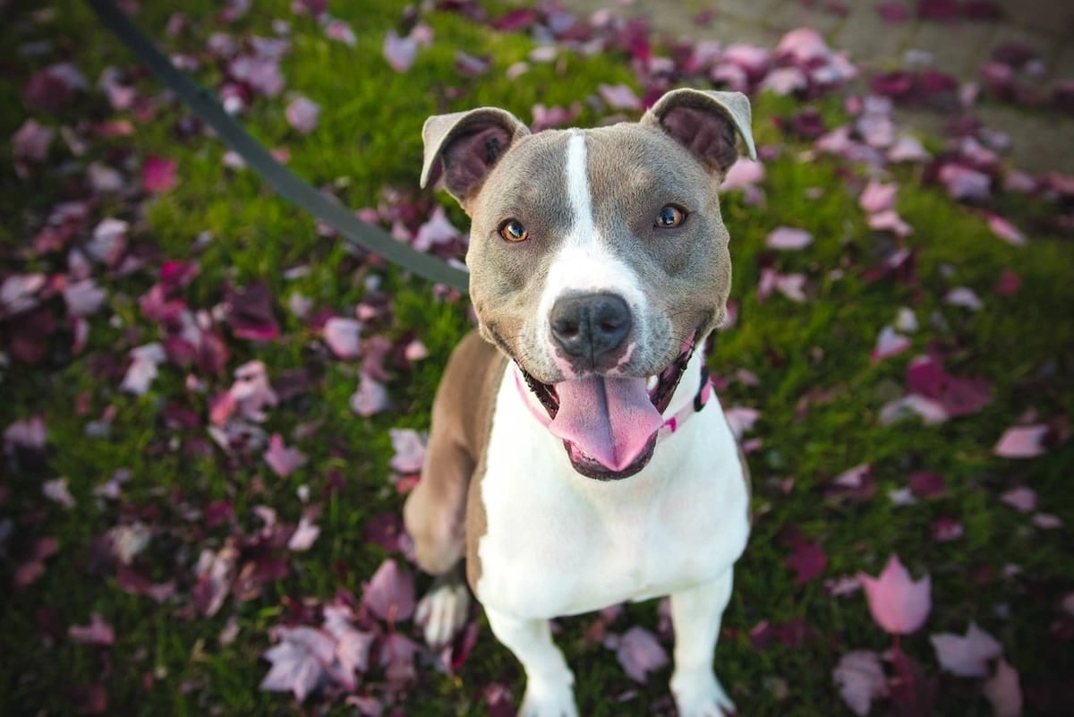 pit bull terrier