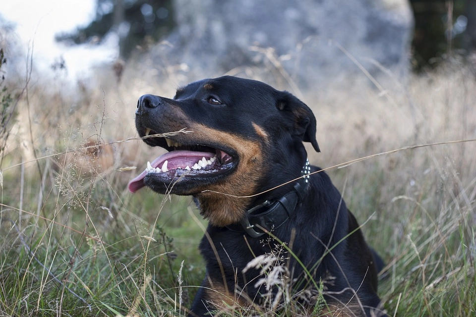 rotweiler