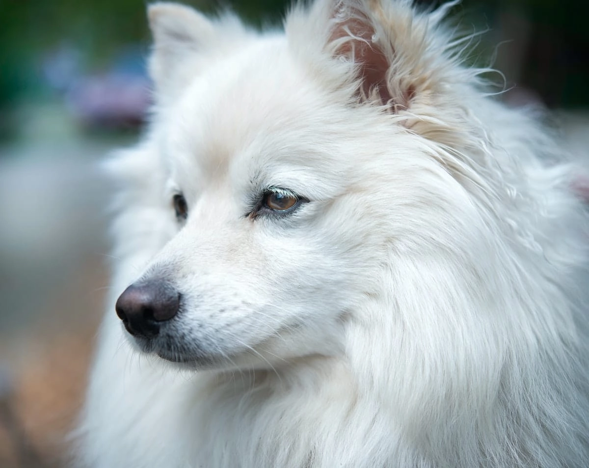 Samojed