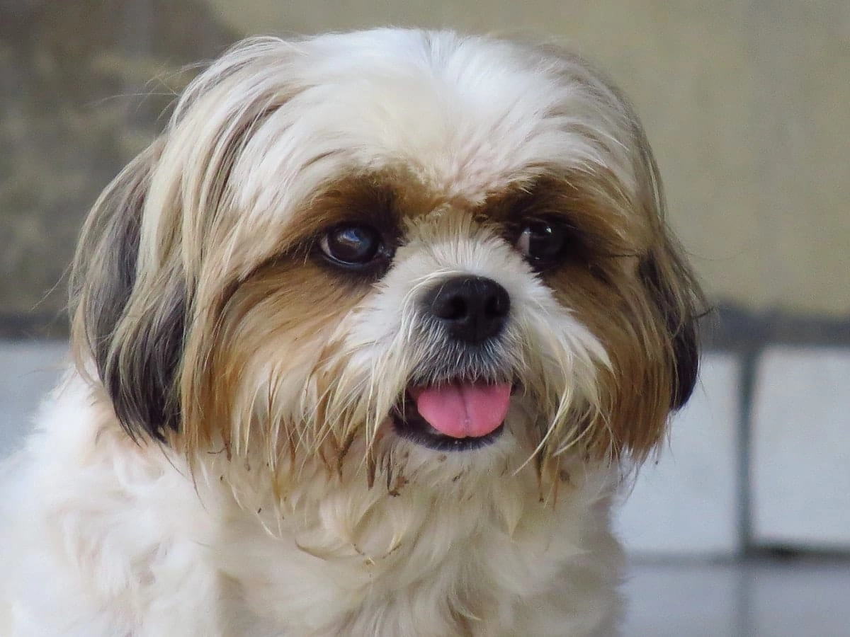 mokry shih tzu