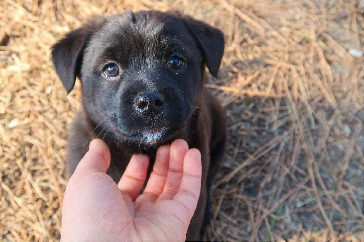 mały labrador