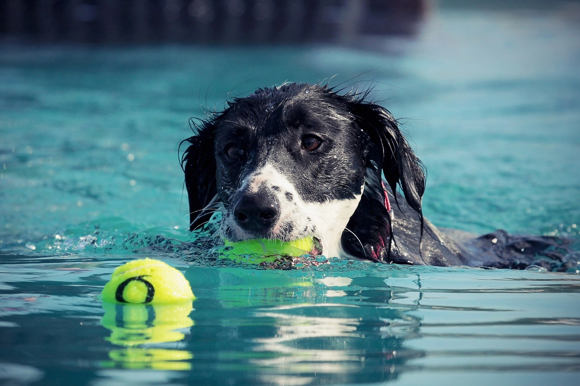 Pływający pies.