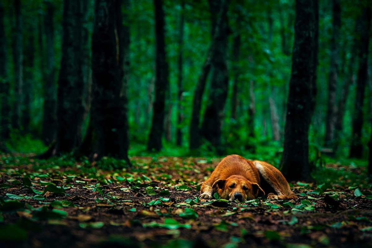 pies w lesie