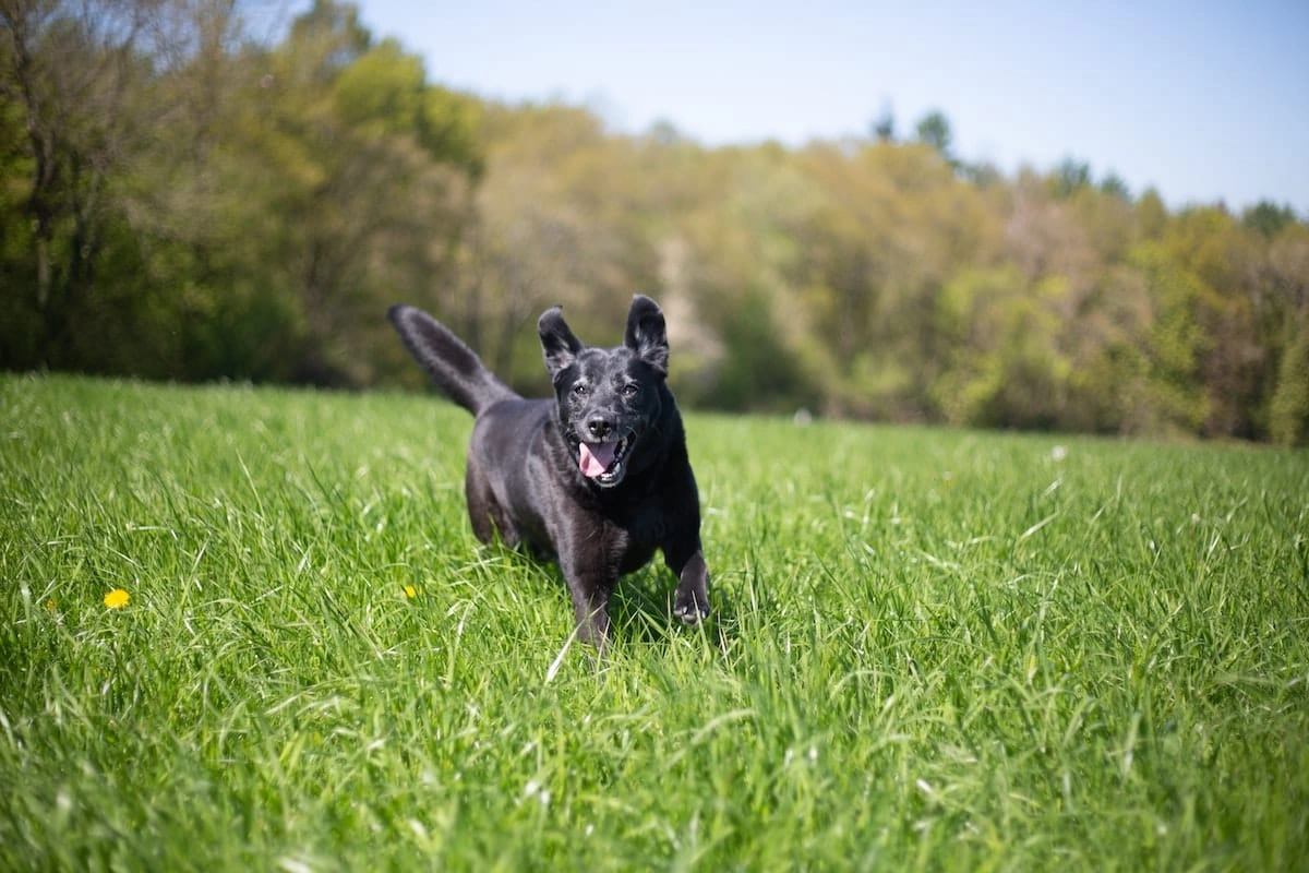 pies biega w trawie