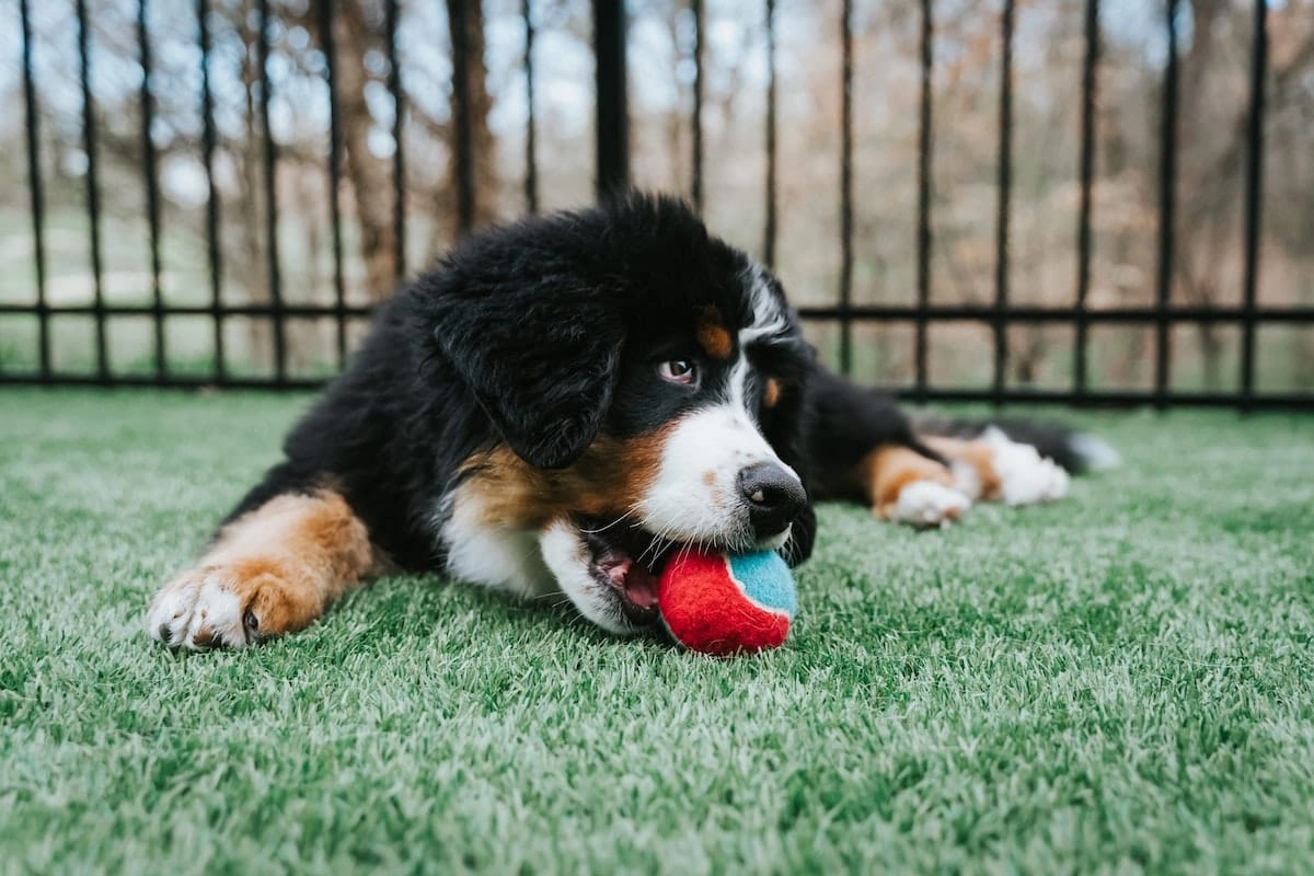 pies z piłką