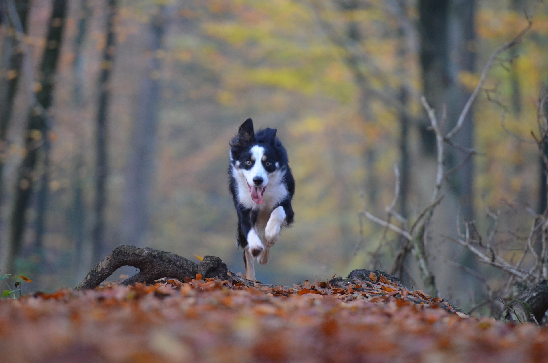 zdjęcie biegnącego psa