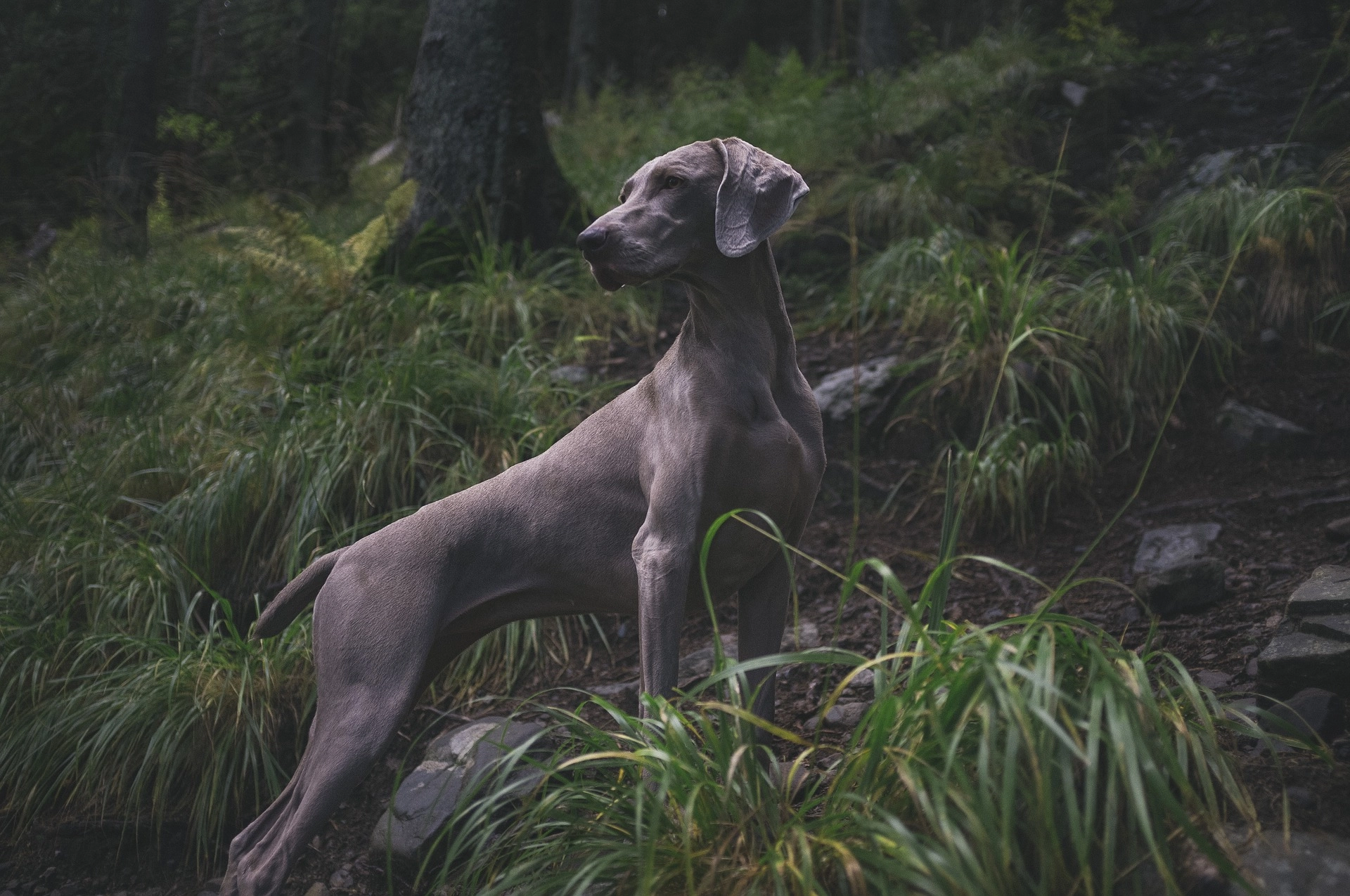 zdjęcie psa w lesie