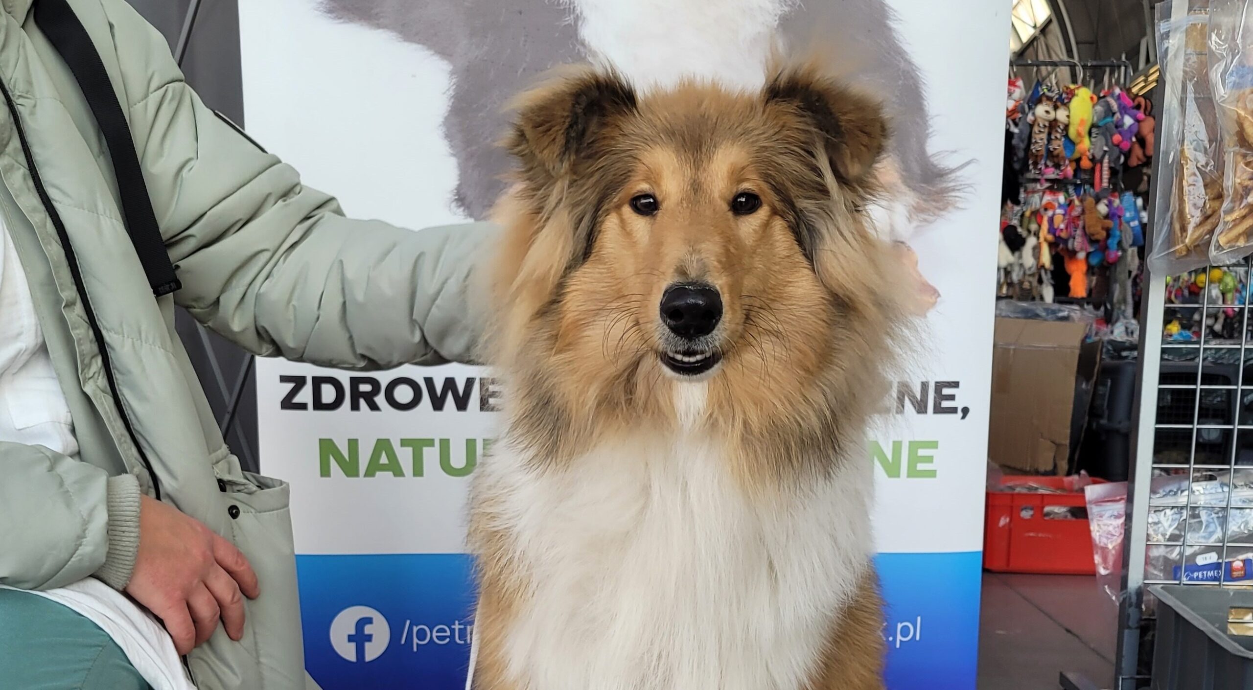 Dwie Międzynarodowe Wystawy Psów Rasowych w Kielcach